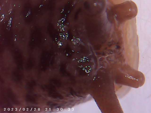 immagine di galleria 'Scatti al microscopio: laboratorio di Giocheria “Curiosi di natura”'