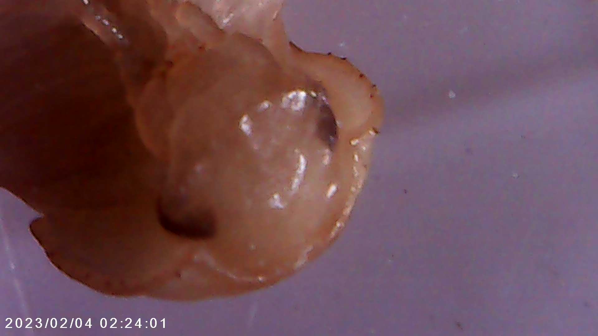 immagine di galleria 'Scatti al microscopio: laboratorio di Giocheria “Curiosi di natura”'