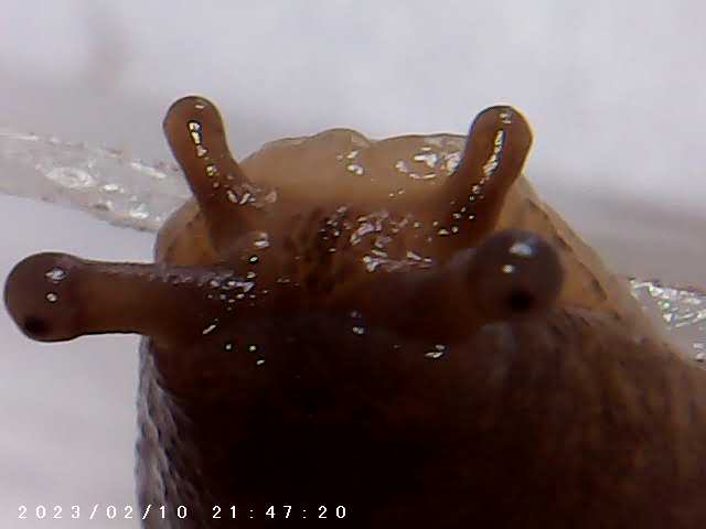 immagine di galleria 'Scatti al microscopio: laboratorio di Giocheria “Curiosi di natura”'