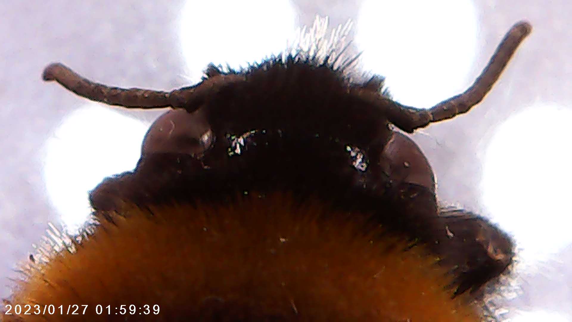 immagine di galleria