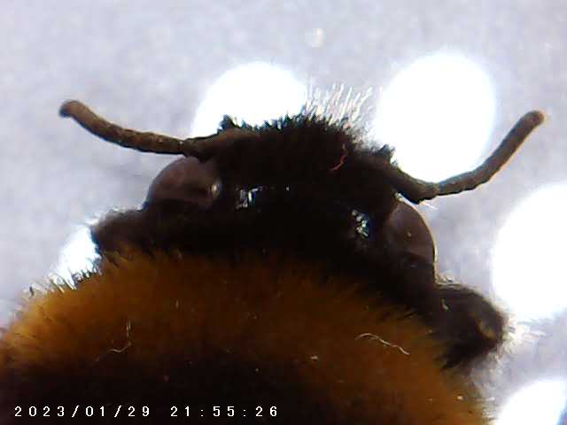 immagine di galleria 'Scatti al microscopio: laboratorio di Giocheria “Curiosi di natura”'