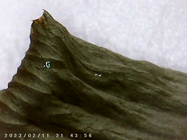 immagine di galleria 'Scatti al microscopio: laboratorio di Giocheria “Curiosi di natura”'