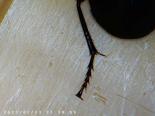 immagine di galleria 'Scatti al microscopio: laboratorio di Giocheria “Curiosi di natura”'