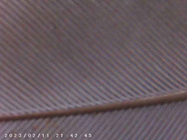 immagine di galleria 'Scatti al microscopio: laboratorio di Giocheria “Curiosi di natura”'