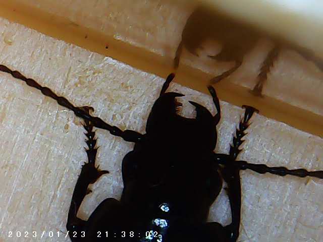 immagine di galleria 'Scatti al microscopio: laboratorio di Giocheria “Curiosi di natura”'