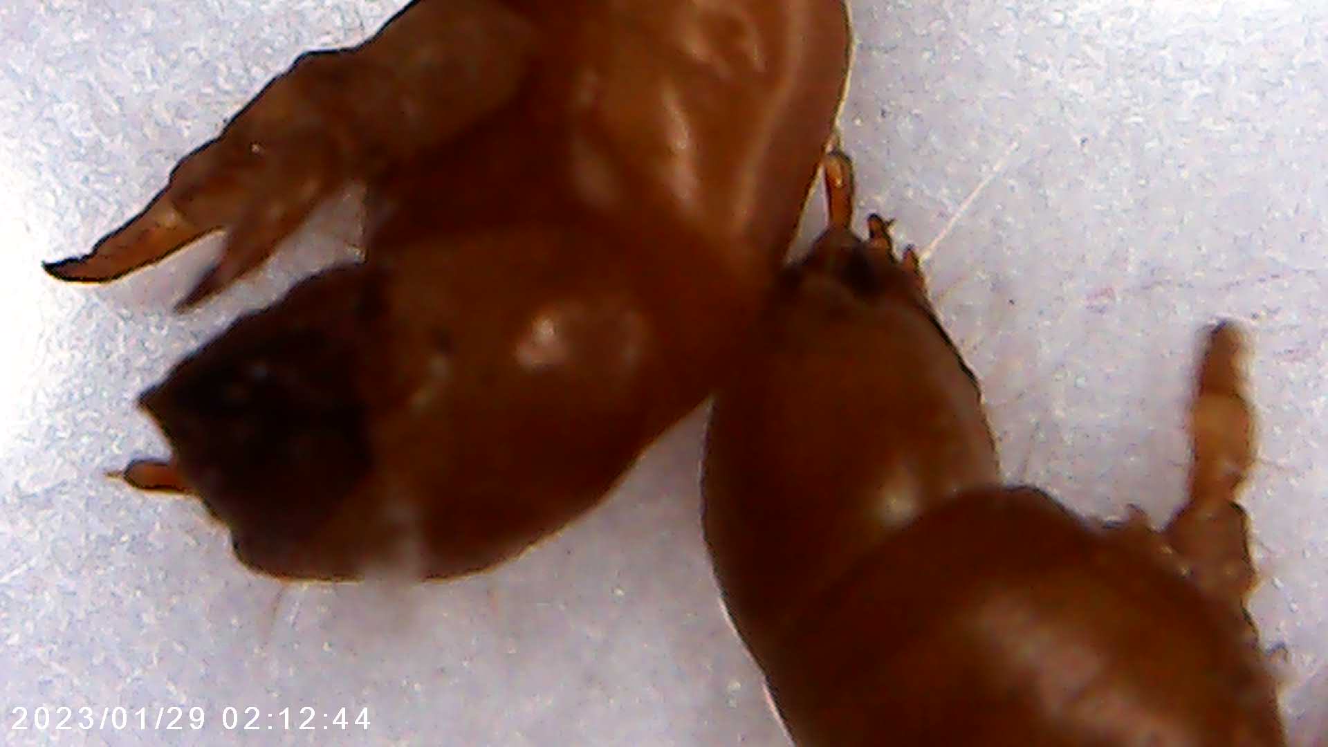 immagine di galleria 'Scatti al microscopio: laboratorio di Giocheria “Curiosi di natura”'