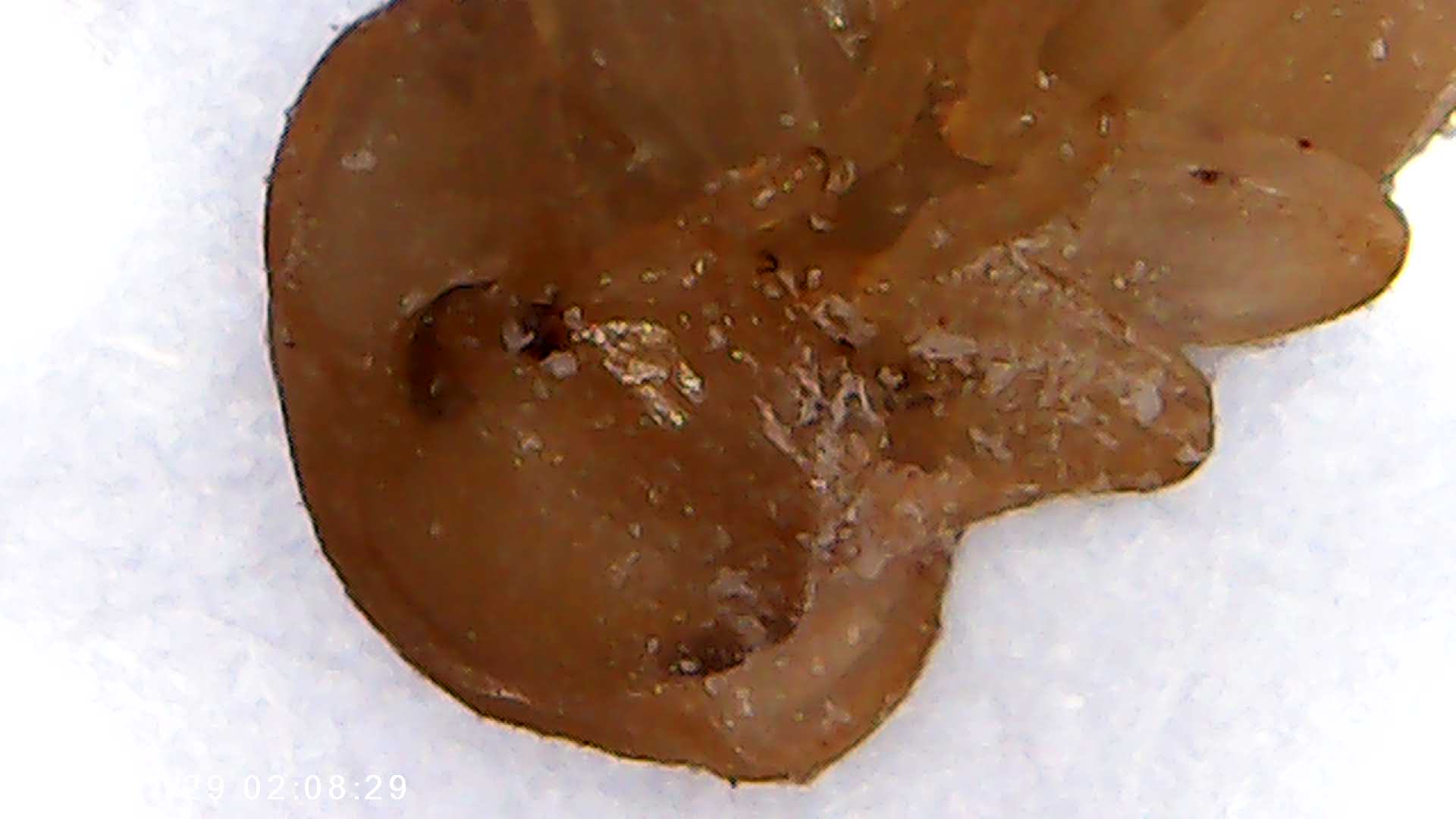 immagine di galleria 'Scatti al microscopio: laboratorio di Giocheria “Curiosi di natura”'