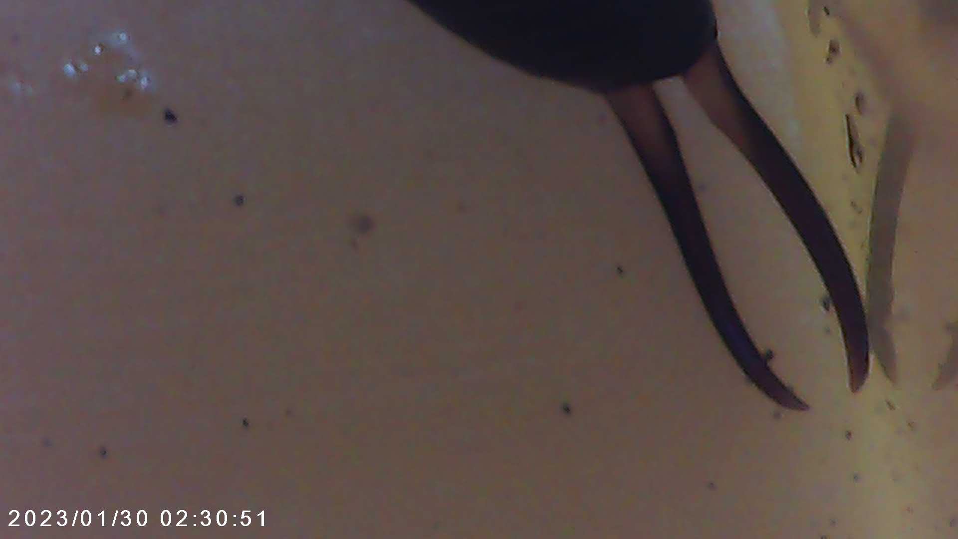 immagine di galleria 'Scatti al microscopio: laboratorio di Giocheria “Curiosi di natura”'