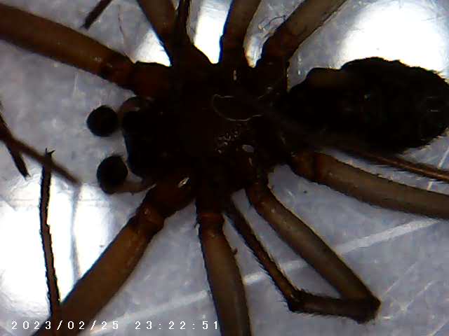 immagine di galleria 'Scatti al microscopio: laboratorio di Giocheria “Curiosi di natura”'