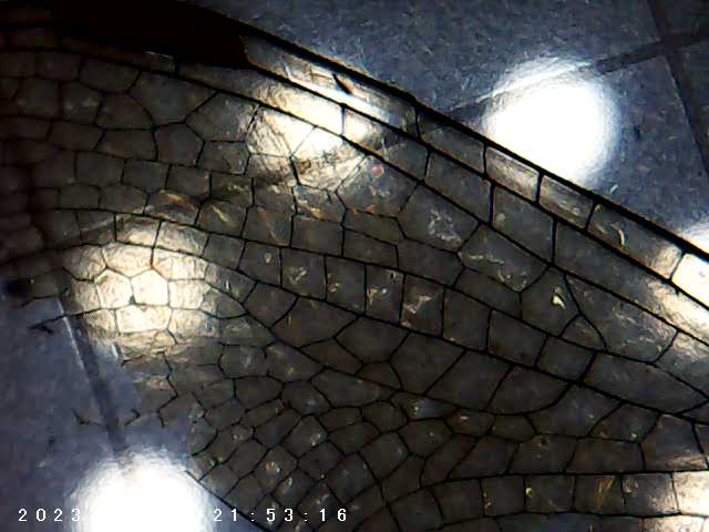 immagine di galleria 'Scatti al microscopio: laboratorio di Giocheria “Curiosi di natura”'