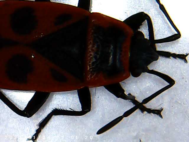 immagine di galleria 'Scatti al microscopio: laboratorio di Giocheria “Curiosi di natura”'