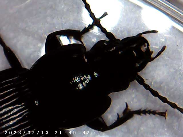 immagine di galleria 'Scatti al microscopio: laboratorio di Giocheria “Curiosi di natura”'