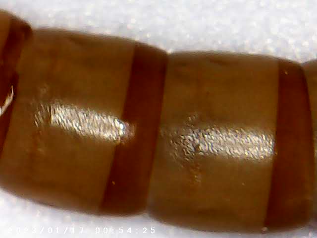 immagine di galleria 'Scatti al microscopio: laboratorio di Giocheria “Curiosi di natura”'