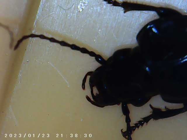 immagine di galleria 'Scatti al microscopio: laboratorio di Giocheria “Curiosi di natura”'