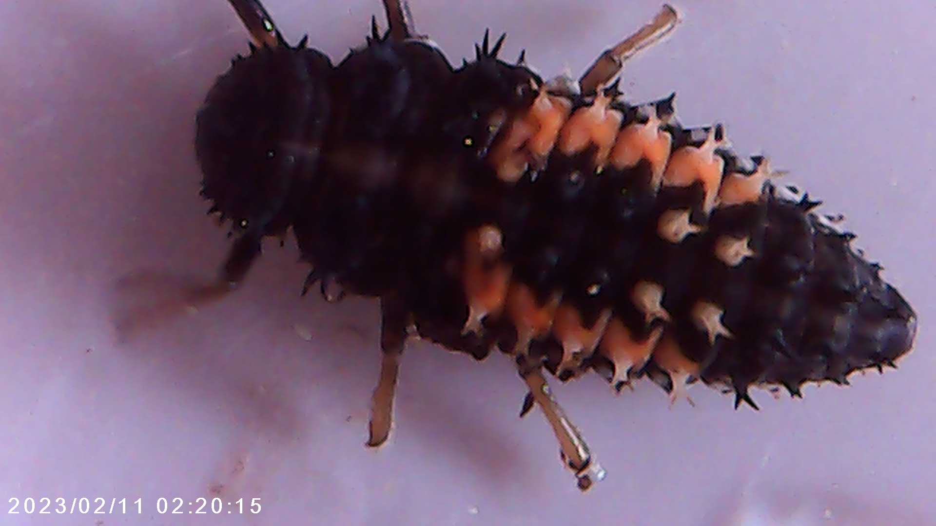 immagine di galleria 'Scatti al microscopio: laboratorio di Giocheria “Curiosi di natura”'