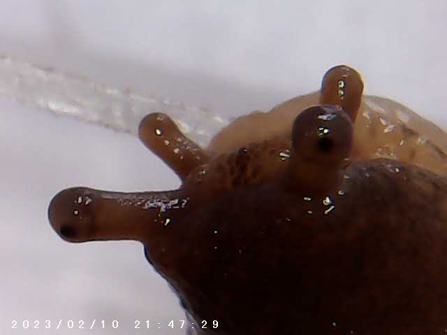 immagine di galleria 'Scatti al microscopio: laboratorio di Giocheria “Curiosi di natura”'