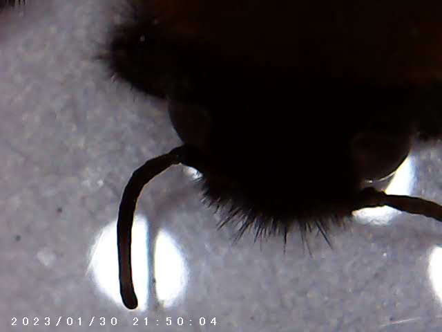 immagine di galleria 'Scatti al microscopio: laboratorio di Giocheria “Curiosi di natura”'