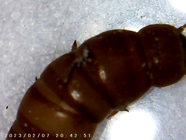 immagine di galleria 'Scatti al microscopio: laboratorio di Giocheria “Curiosi di natura”'