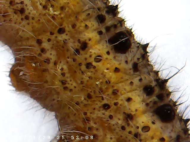 immagine di galleria 'Scatti al microscopio: laboratorio di Giocheria “Curiosi di natura”'