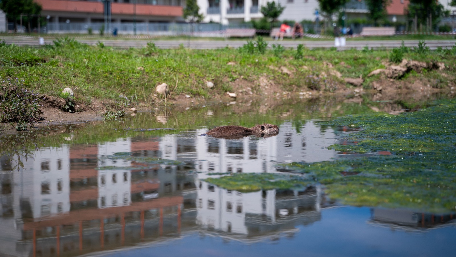 immagine di galleria 'Un progetto per fermare la riproduzione incontrollata delle nutrie'