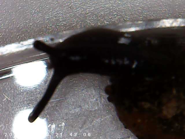 immagine di galleria