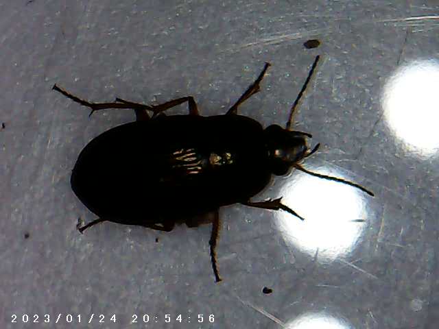 immagine di galleria 'Scatti al microscopio: laboratorio di Giocheria “Curiosi di natura”'