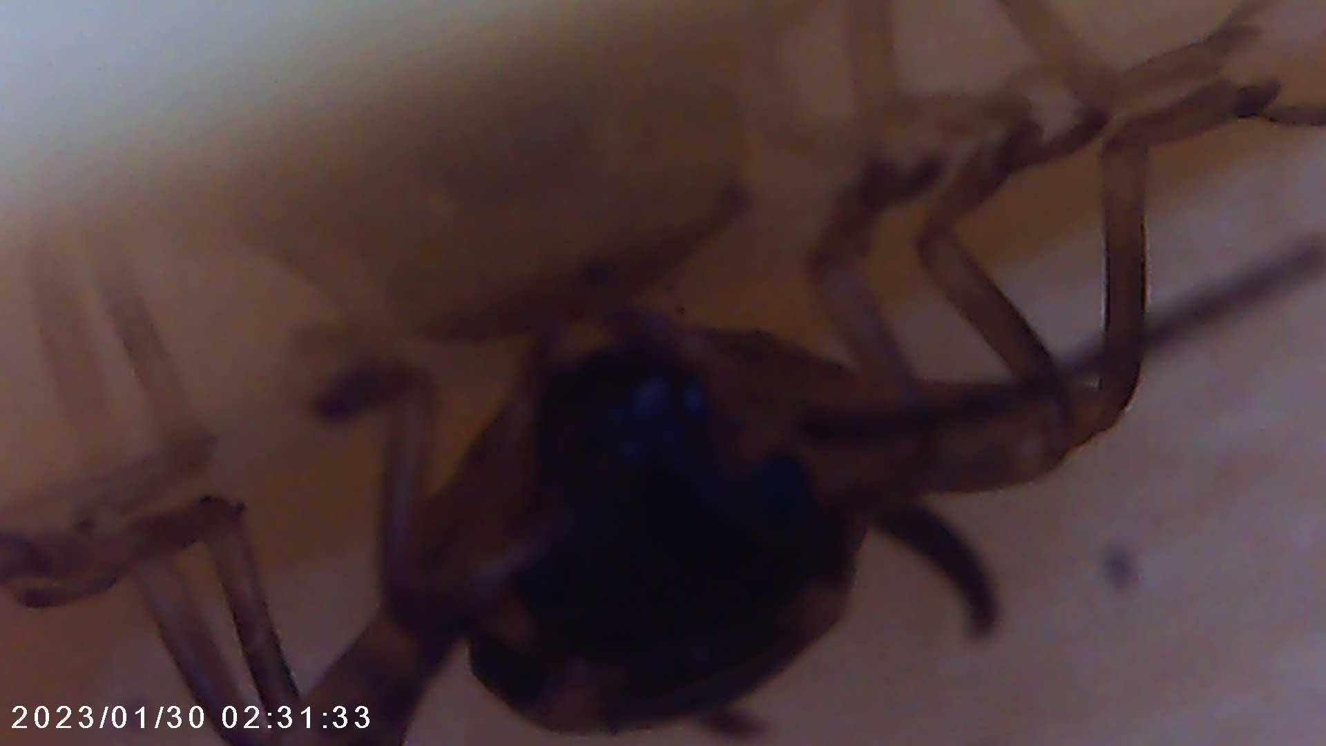 immagine di galleria 'Scatti al microscopio: laboratorio di Giocheria “Curiosi di natura”'