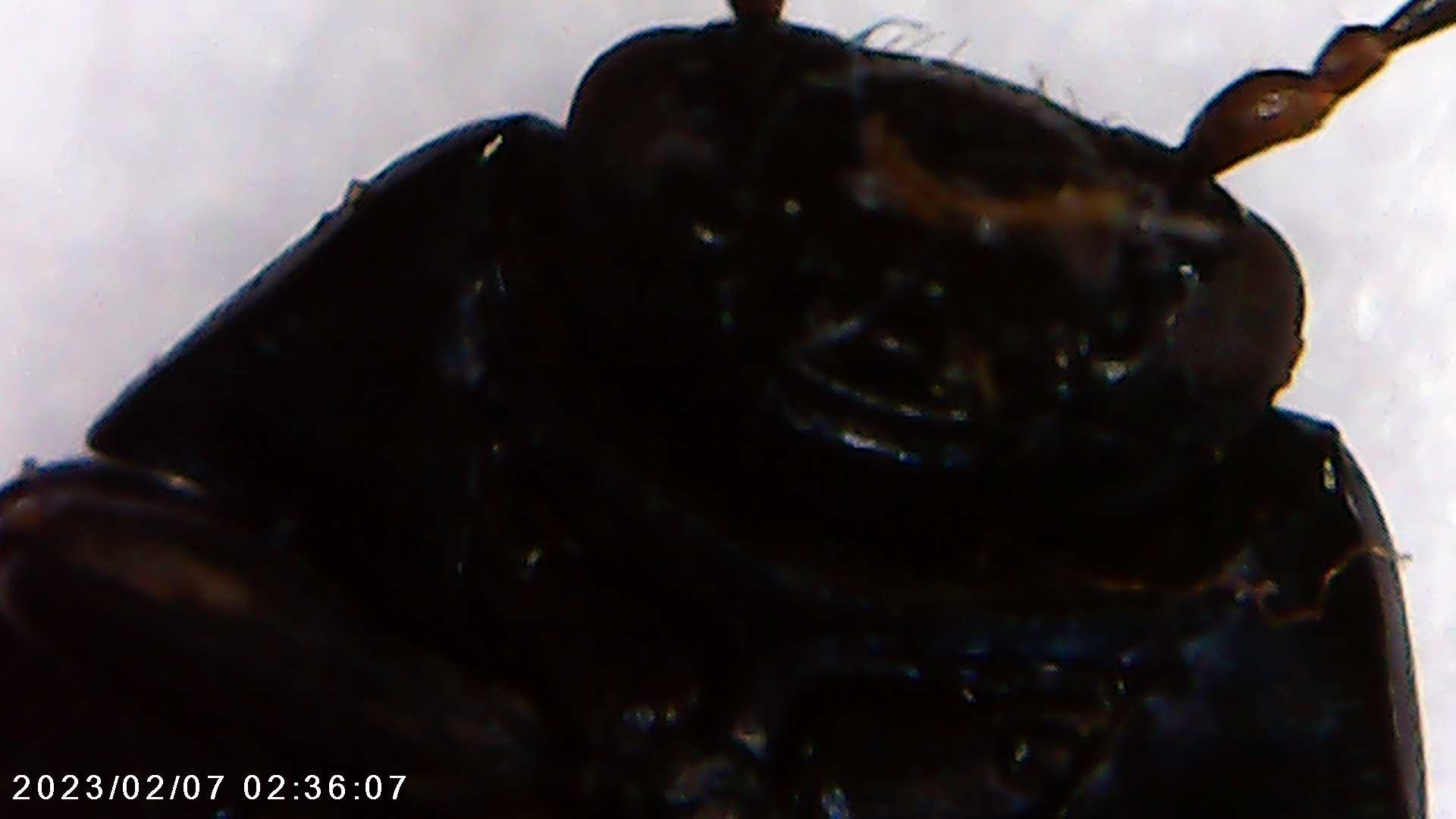 immagine di galleria