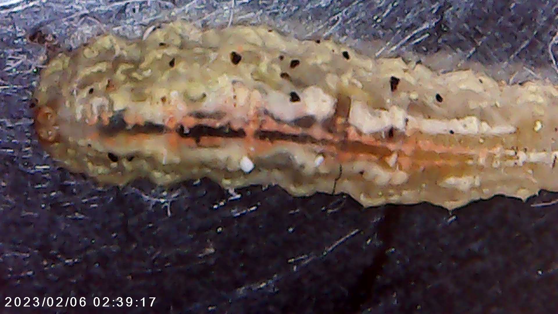 immagine di galleria 'Scatti al microscopio: laboratorio di Giocheria “Curiosi di natura”'