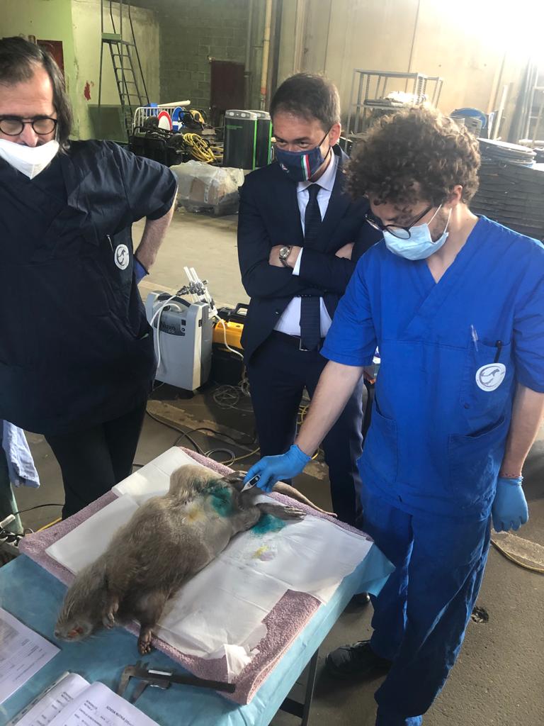 immagine di galleria 'Un progetto per fermare la riproduzione incontrollata delle nutrie'