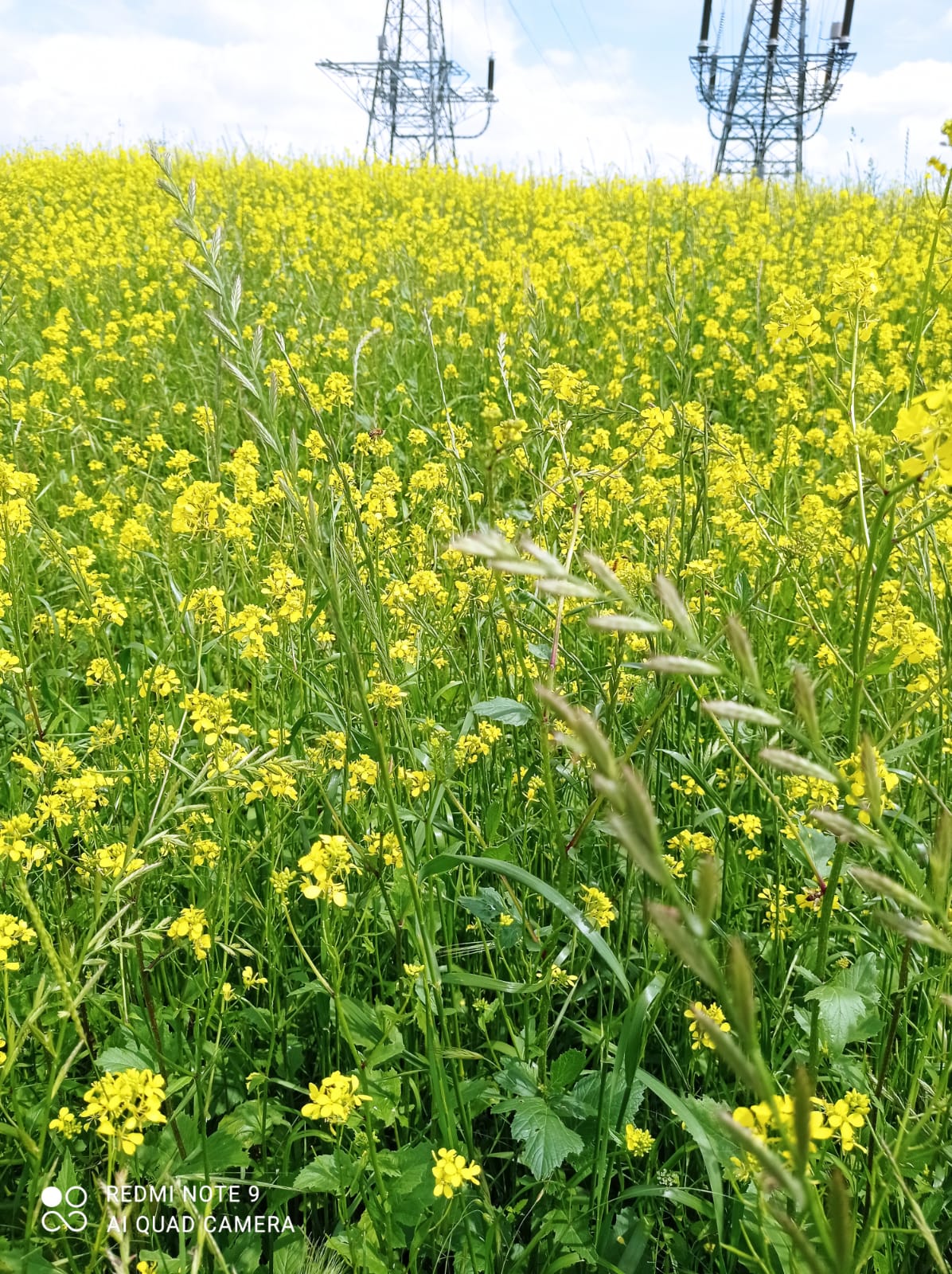 immagine di galleria 'Prato fiorito alla Bergamella'