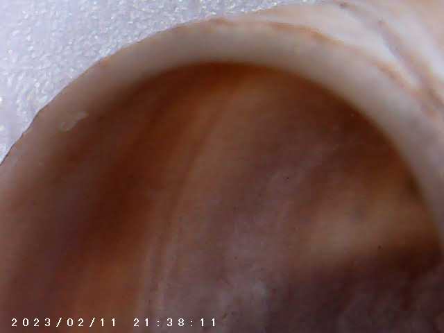 immagine di galleria 'Scatti al microscopio: laboratorio di Giocheria “Curiosi di natura”'