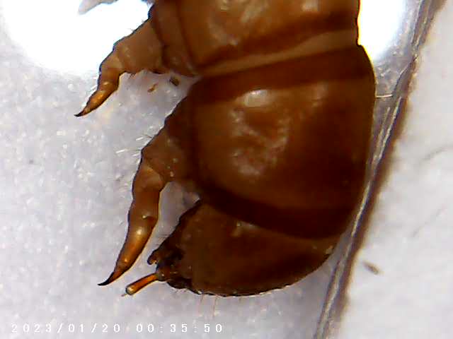 immagine di galleria 'Scatti al microscopio: laboratorio di Giocheria “Curiosi di natura”'