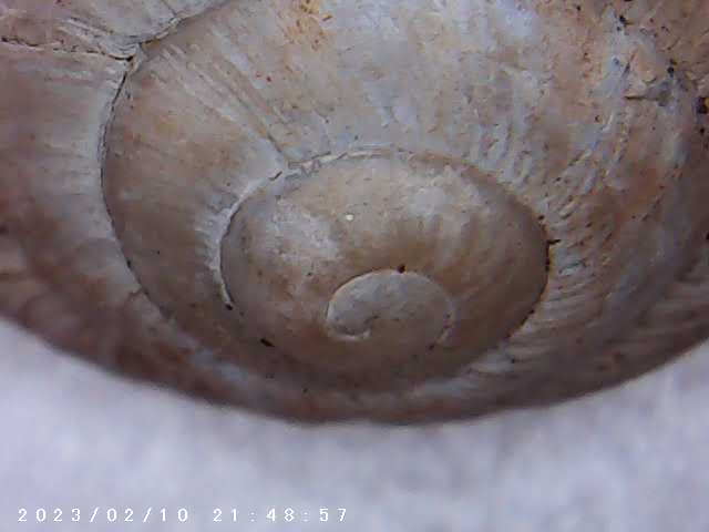 immagine di galleria 'Scatti al microscopio: laboratorio di Giocheria “Curiosi di natura”'