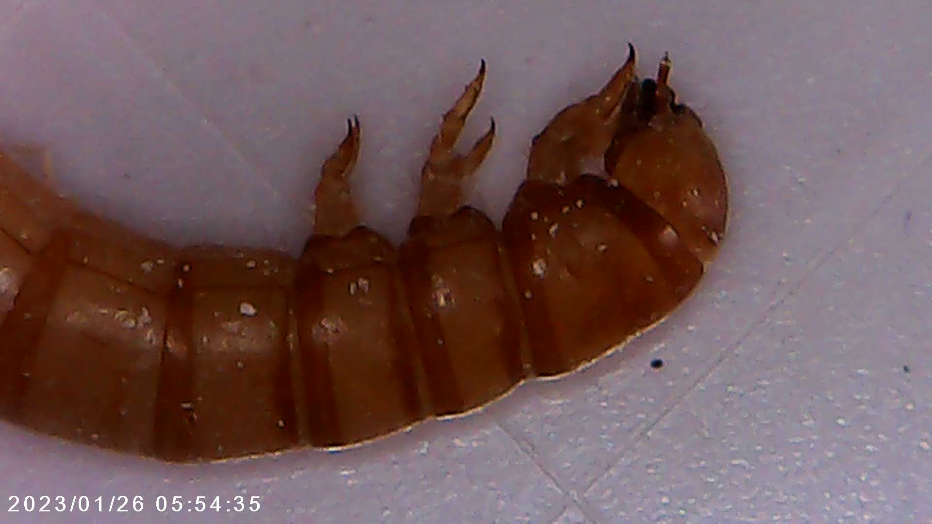 immagine di galleria 'Scatti al microscopio: laboratorio di Giocheria “Curiosi di natura”'