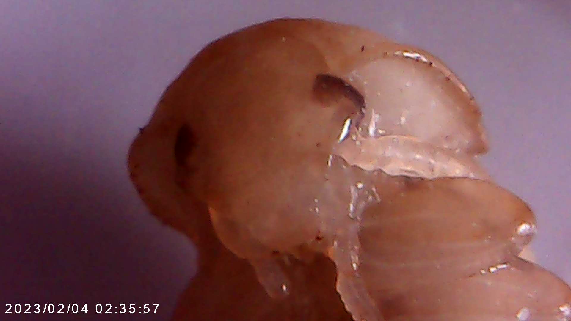 immagine di galleria 'Scatti al microscopio: laboratorio di Giocheria “Curiosi di natura”'