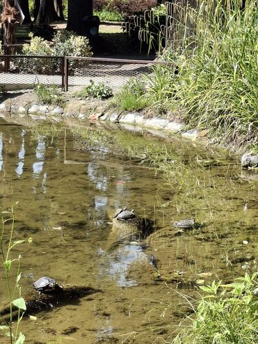 immagine di galleria 'Riqualificazione del giardino di villa Mylius - seconda parte'