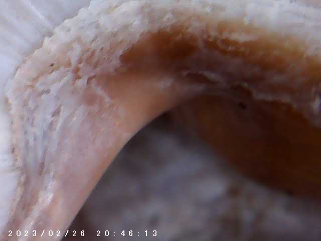 immagine di galleria 'Scatti al microscopio: laboratorio di Giocheria “Curiosi di natura”'