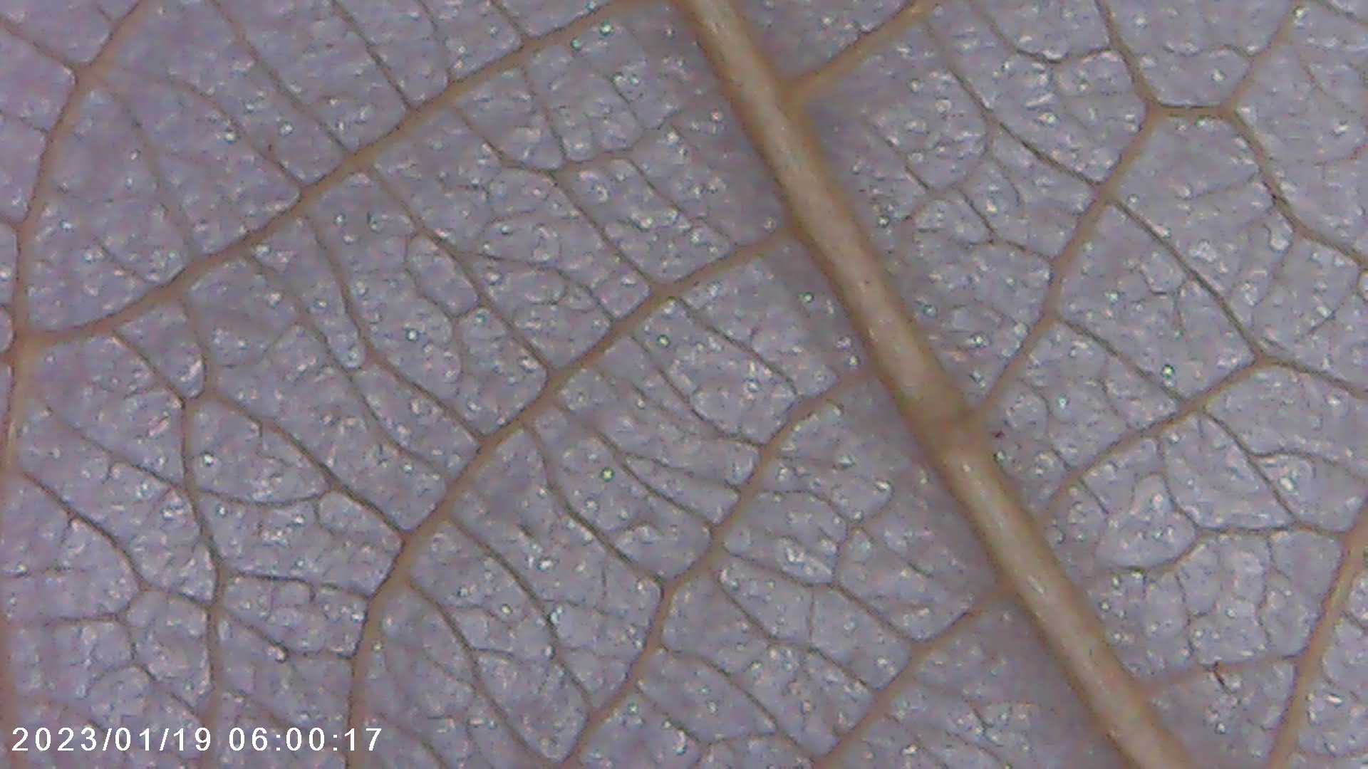 immagine di galleria 'Scatti al microscopio: laboratorio di Giocheria “Curiosi di natura”'