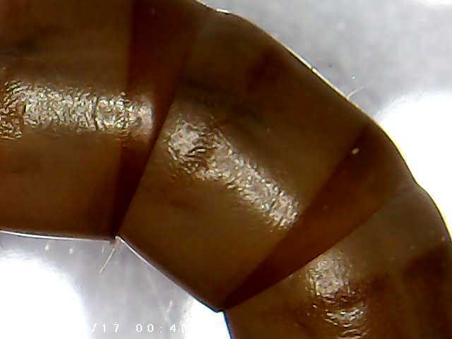 immagine di galleria