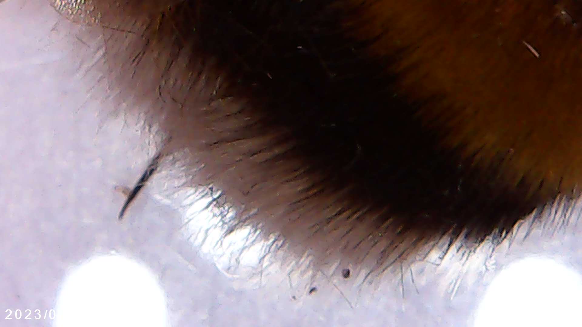 immagine di galleria 'Scatti al microscopio: laboratorio di Giocheria “Curiosi di natura”'