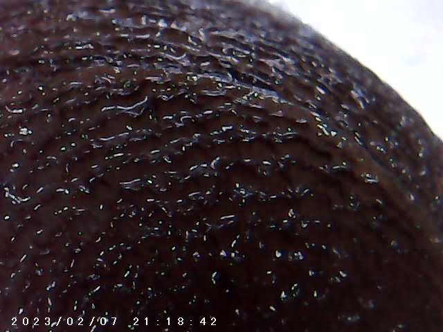 immagine di galleria 'Scatti al microscopio: laboratorio di Giocheria “Curiosi di natura”'