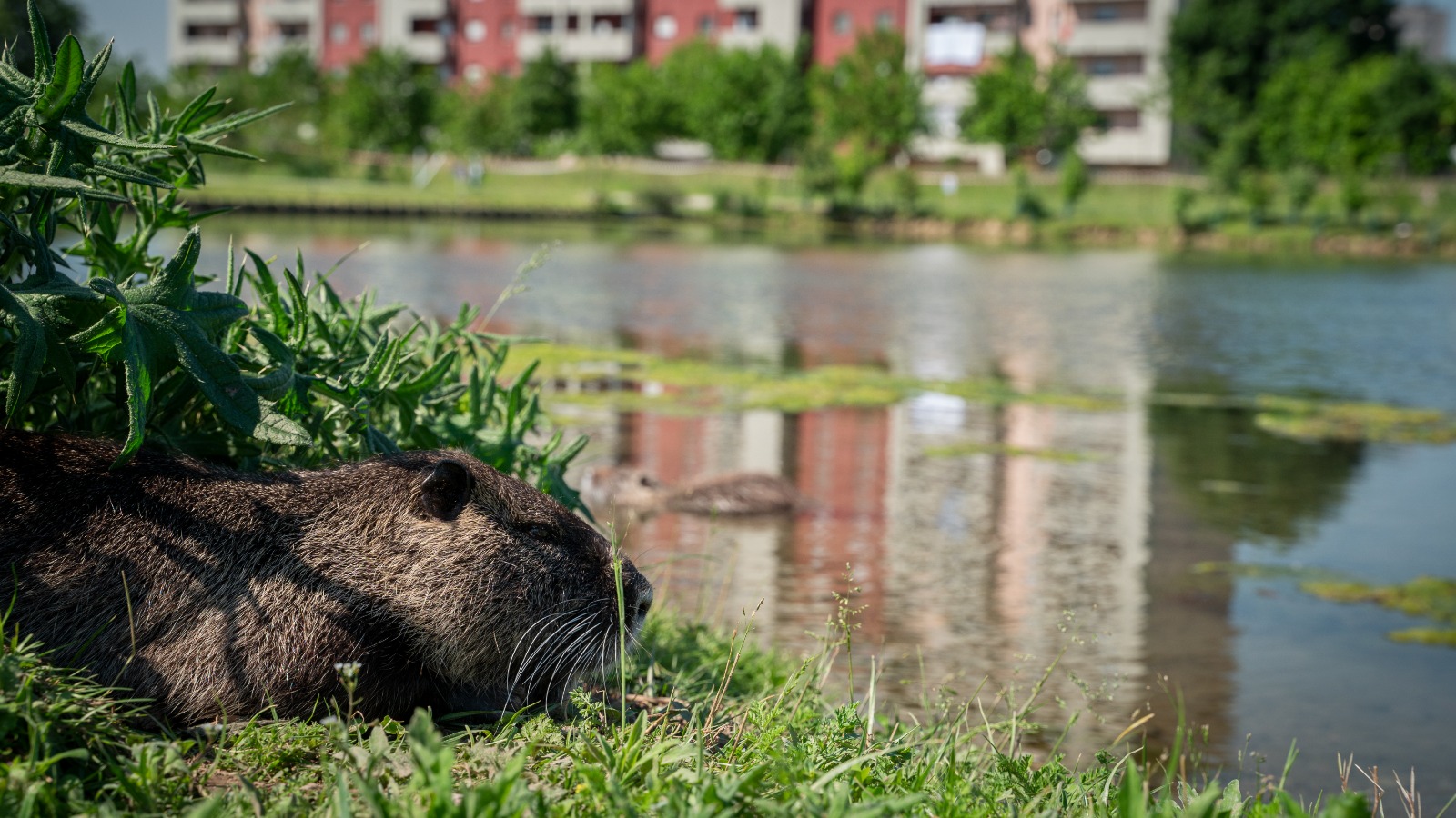 immagine di galleria 'Un progetto per fermare la riproduzione incontrollata delle nutrie'