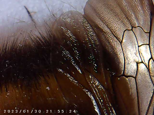 immagine di galleria 'Scatti al microscopio: laboratorio di Giocheria “Curiosi di natura”'