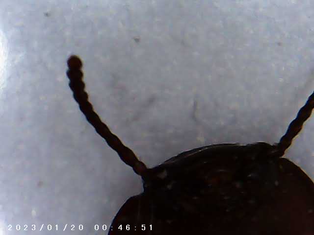 immagine di galleria 'Scatti al microscopio: laboratorio di Giocheria “Curiosi di natura”'