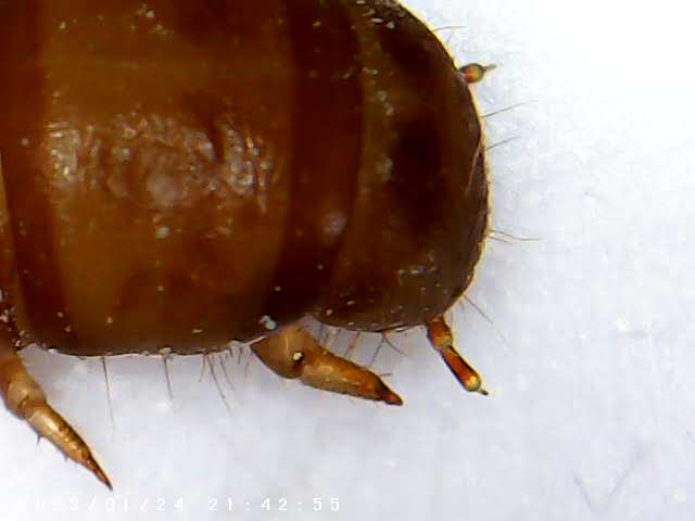 immagine di galleria 'Scatti al microscopio: laboratorio di Giocheria “Curiosi di natura”'