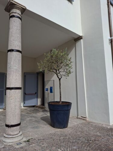 immagine di galleria 'Il restyling di Villa Visconti d'Aragona e della sua Biblioteca'