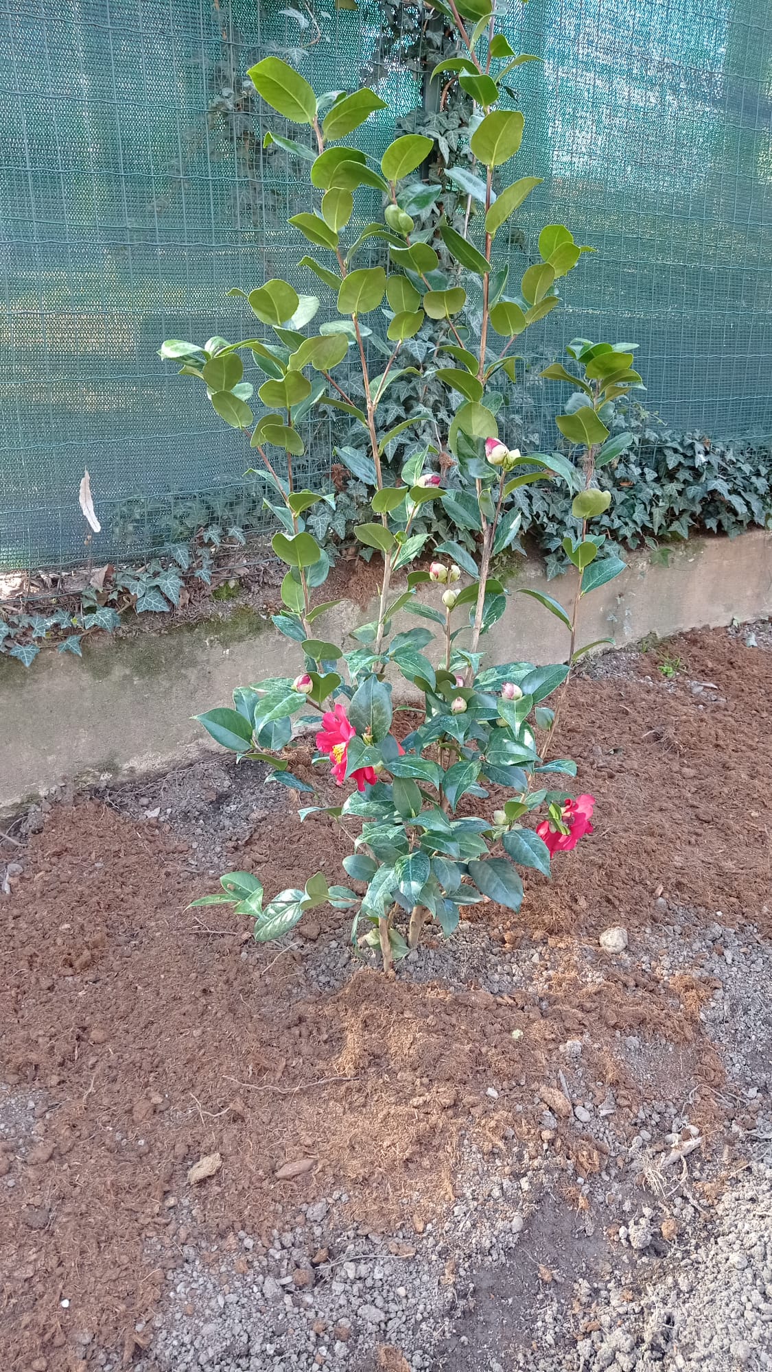 immagine di galleria 'Restyling del giardino di villa Mylius - prima parte'