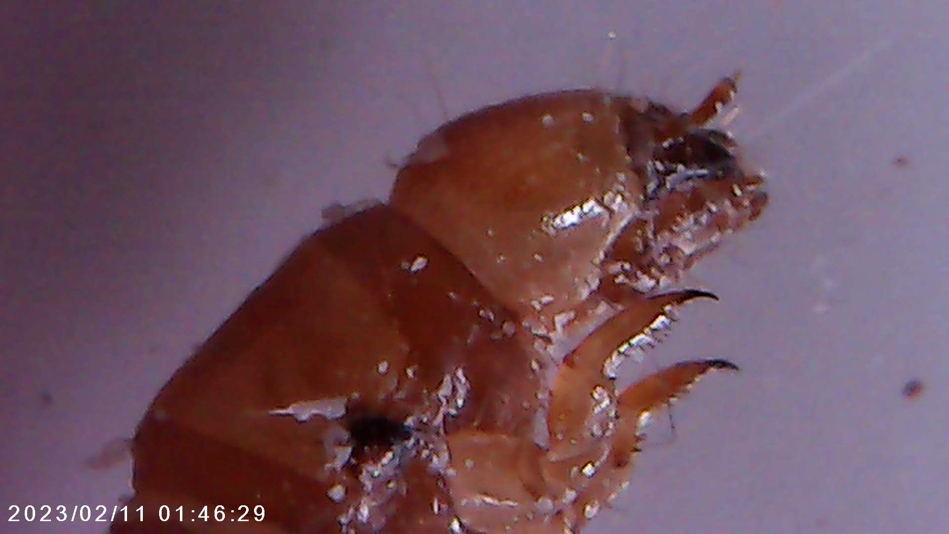 immagine di galleria 'Scatti al microscopio: laboratorio di Giocheria “Curiosi di natura”'