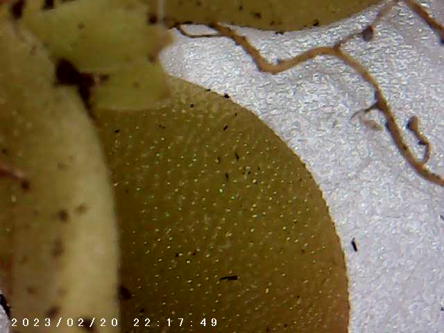 immagine di galleria 'Scatti al microscopio: laboratorio di Giocheria “Curiosi di natura”'